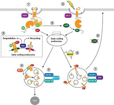 Frontiers | Role Of EGF Receptor Regulatory Networks In The Host ...